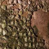 Vi passiamo sopra percorrendo un ponticello di travi di legno e sfiorando le rocce nelle puntellate da fossili millenari di conchiglie